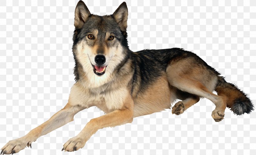 Dog Clip Art, PNG, 3057x1858px, Gray Wolf, Carnivoran, Czechoslovakian Wolfdog, Display Resolution, Dog Download Free