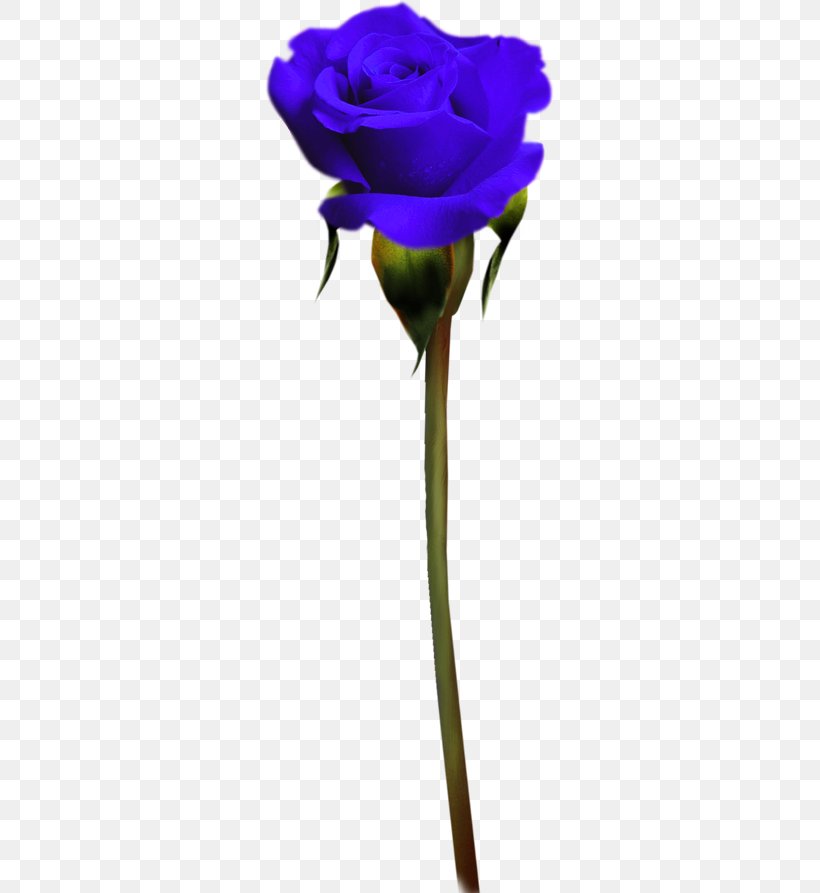 Garden Roses Blue Rose Purple, PNG, 291x893px, Garden Roses, Beauty, Blue, Blue Rose, Color Download Free