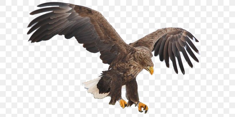 Bird Bald Eagle White-tailed Eagle Golden Eagle, PNG, 646x411px, Bird, Accipitridae, Accipitriformes, Bald Eagle, Beak Download Free