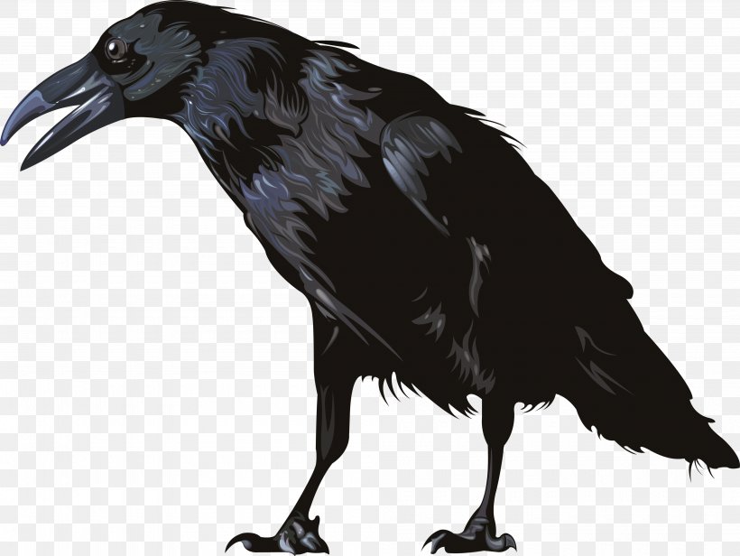 Crow, PNG, 4000x3008px, Animal, American Crow, Beak, Bird, Computer Graphics Download Free