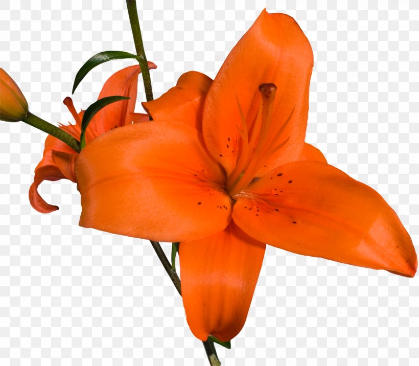 Cut Flowers Petal Daylily Lily M, PNG, 1200x1048px, Cut Flowers, Daylily, Flower, Flowering Plant, Lily Download Free