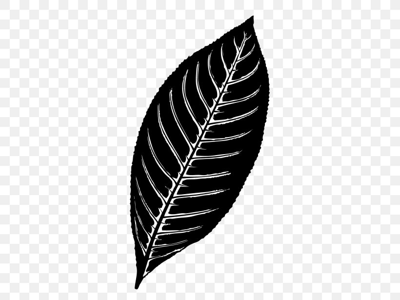 Fern, PNG, 553x615px, Leaf, Black, Blackandwhite, Feather, Fern Download Free