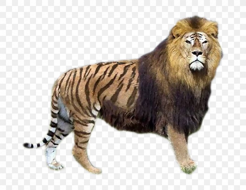 Liliger Tiger Lion Tigon, PNG, 1020x792px, Liger, Animal Breeding, Big Cat, Big Cats, Breed Download Free