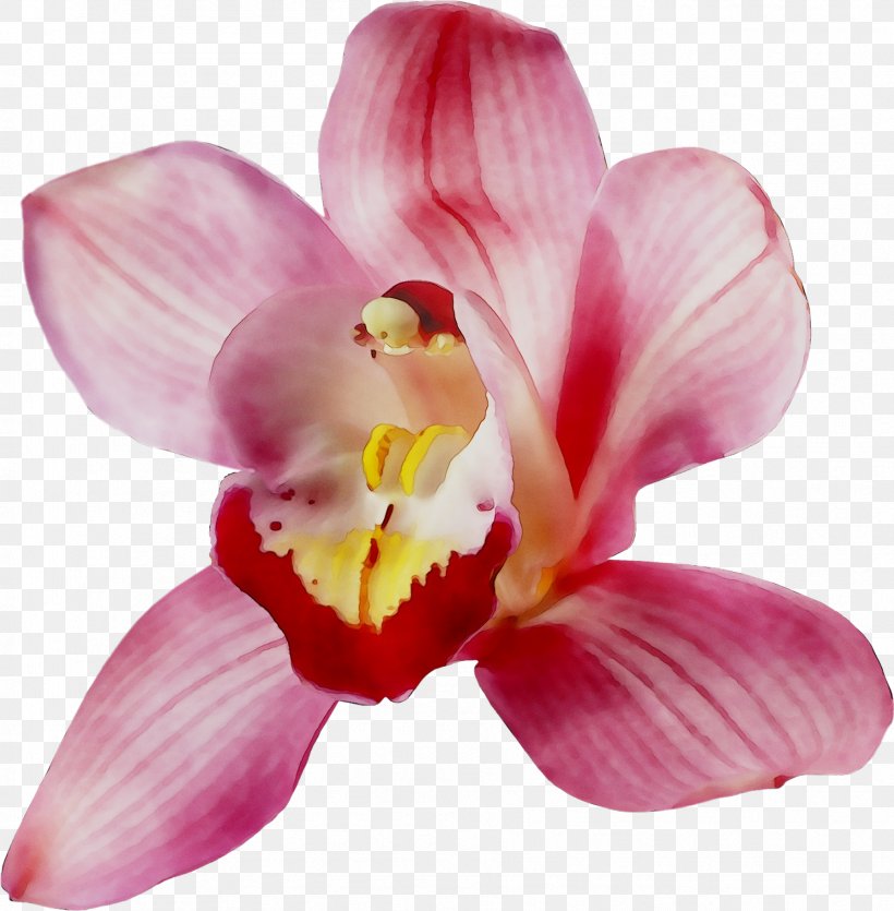 Moth Orchids Cattleya Orchids Pink M Close-up, PNG, 1789x1823px, Moth Orchids, Botany, Cattleya, Cattleya Orchids, Closeup Download Free