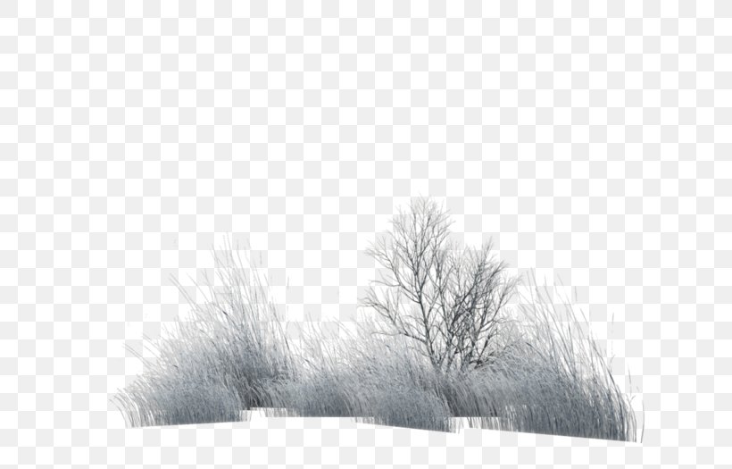 Stock Photography Fur Winter White, PNG, 700x525px, Photography, Black And White, Branch, Branching, Fur Download Free