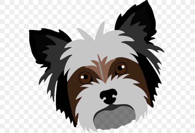 Yorkshire Terrier Cairn Terrier Puppy Shih Tzu Dog Breed, PNG, 591x559px, Yorkshire Terrier, Bichon Frise, Breed, Cairn Terrier, Carnivoran Download Free