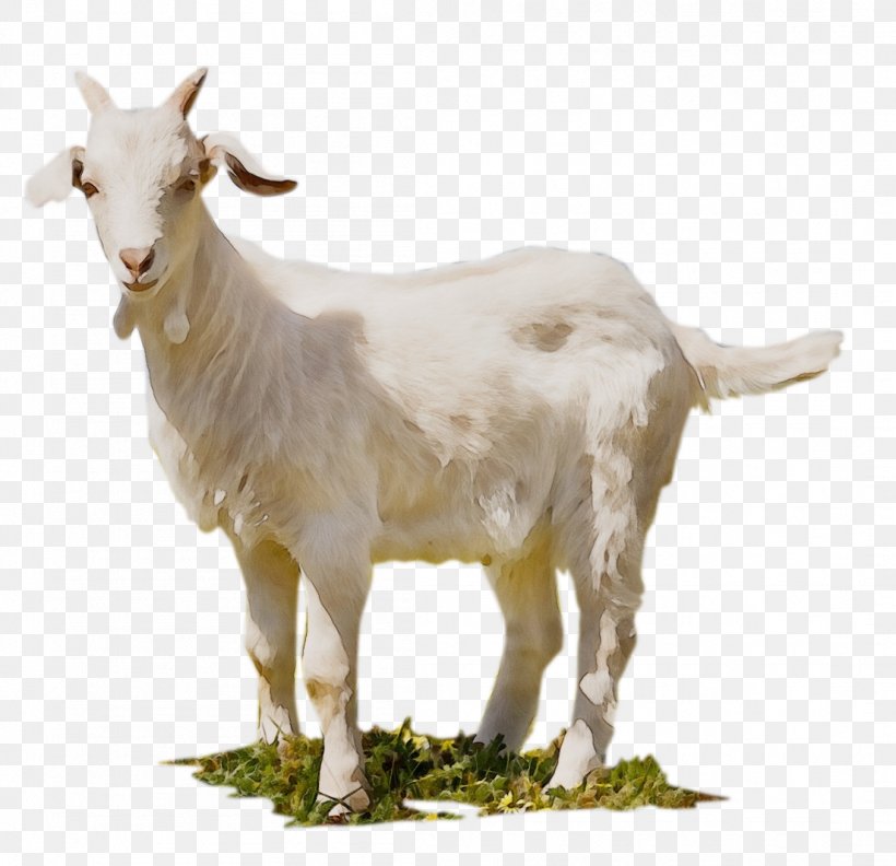 Jamnapari Goat Boer Goat Sheep Feral Goat Black Bengal Goat, PNG ...