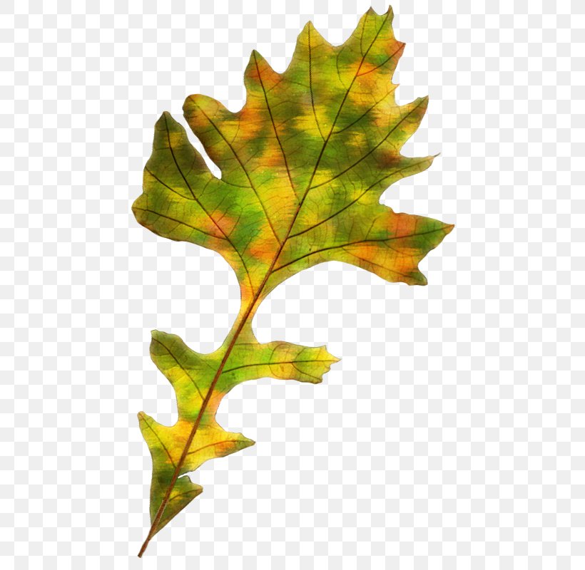 Maple Leaf Autumn Leaf Color, PNG, 459x800px, Maple Leaf, Autumn, Autumn Leaf Color, Branch, Leaf Download Free