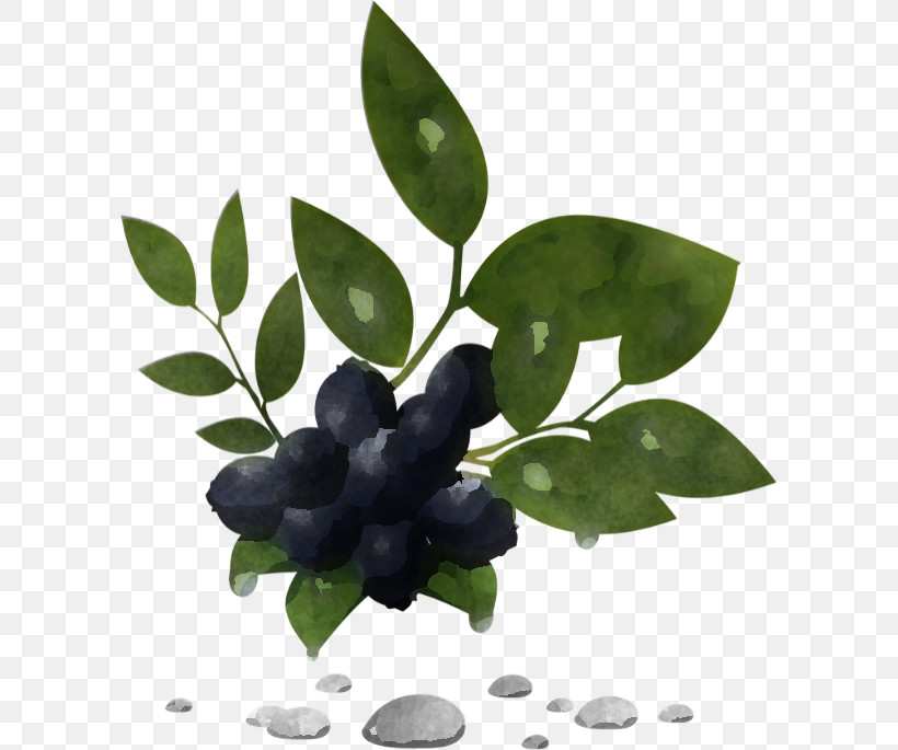 Plant Berry Leaf Flower Fruit, PNG, 600x685px, Plant, Berry, Branch, Chokeberry, Flower Download Free