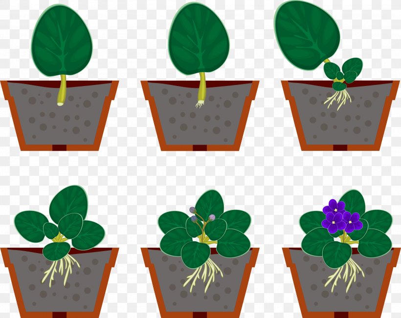 Vegetative Reproduction African Violet Vector Graphics Houseplant, PNG, 1991x1583px, Vegetative Reproduction, African Violet, African Violets, Asexual Reproduction, Flowering Plant Download Free