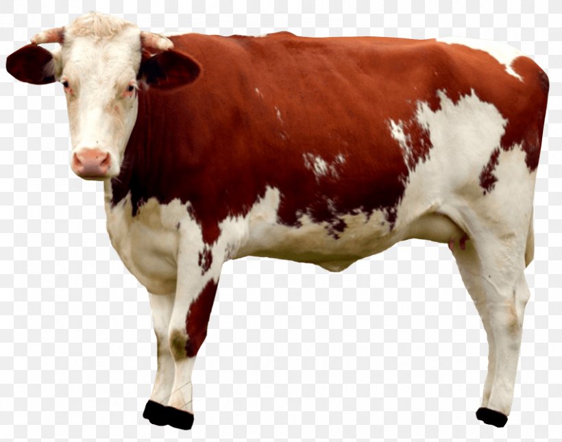 Beef Cattle Holstein Friesian Cattle Milk Dairy Cattle, PNG, 850x669px, Beef Cattle, Bull, Calf, Cattle, Cattle Like Mammal Download Free