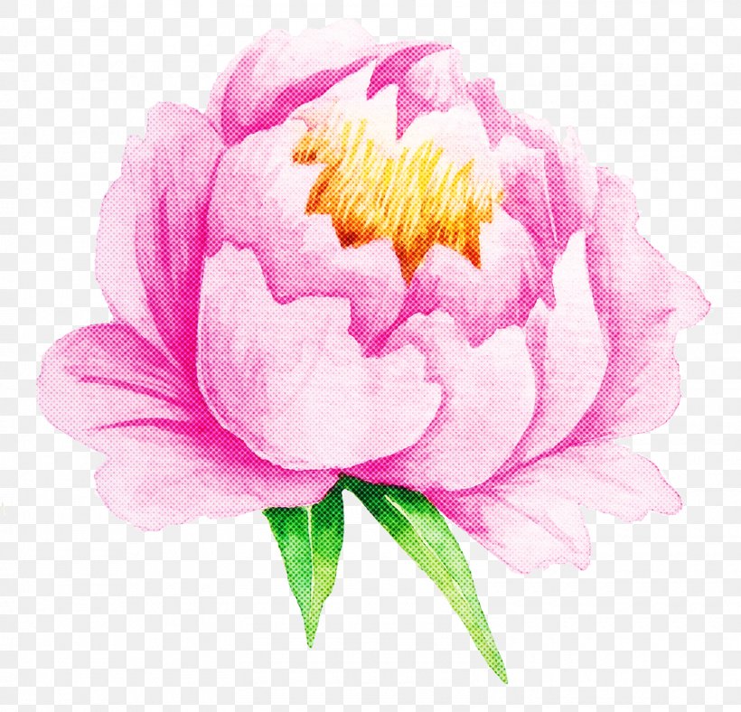 Flower Flowering Plant Pink Petal Plant, PNG, 1600x1538px, Flower, Chinese Peony, Common Peony, Flowering Plant, Peony Download Free