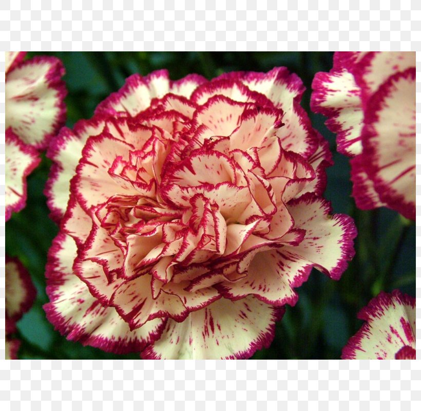 Growing Carnations Flower Mexican Marigold Seed, PNG, 800x800px, Carnation, Annual Plant, Begonia, Birth Flower, Cut Flowers Download Free
