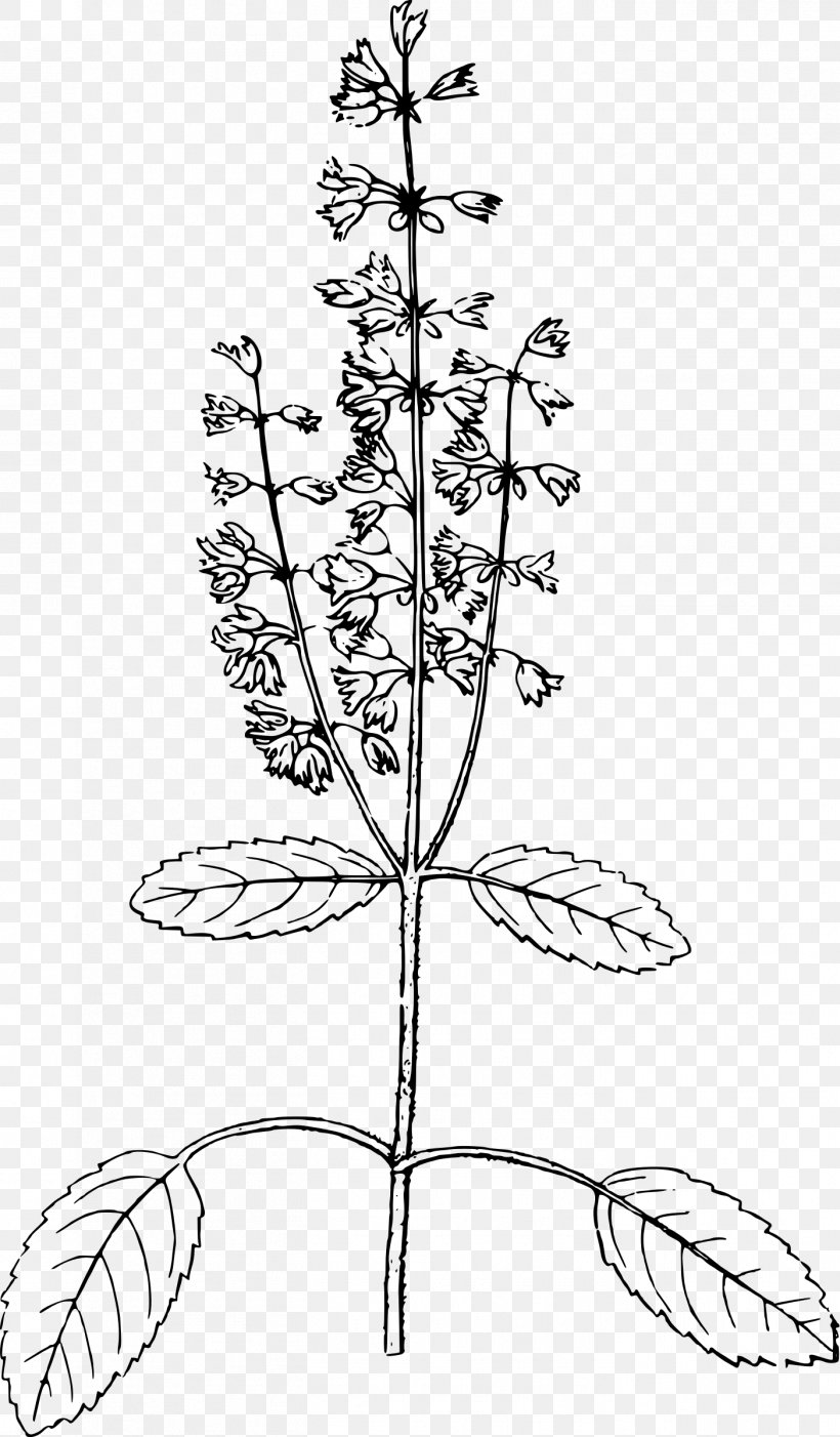 Holy Basil Drawing Line Art Thirty-five Years In The East: Adventures, Discoveries, Experiments, And Historical Sketches, Relating To The Punjab And Cashmere; In Connection With Medicine, Botany, Pharmacy, &c, PNG, 1403x2400px, Holy Basil, Art, Basil, Black And White, Branch Download Free