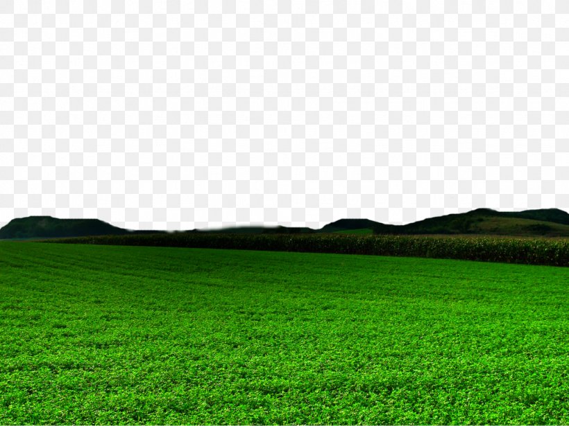 Lawn Green Grasses Grassland Wallpaper, PNG, 1024x768px, Grassland, Agriculture, Computer, Energy, Farm Download Free