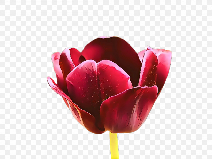 Flower Petal Tulip Red Pink, PNG, 2307x1732px, Flower, Bud, Closeup, Cut Flowers, Lily Family Download Free