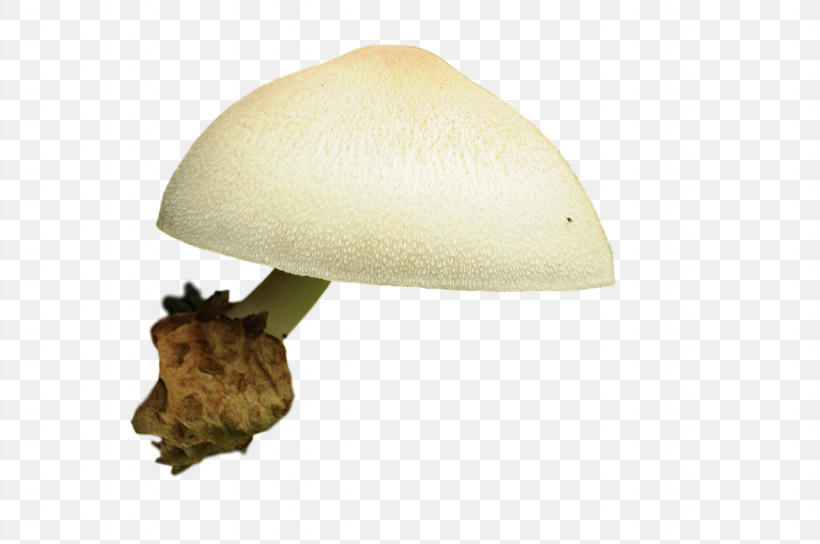 Mushroom, PNG, 1280x850px, Mushroom Download Free