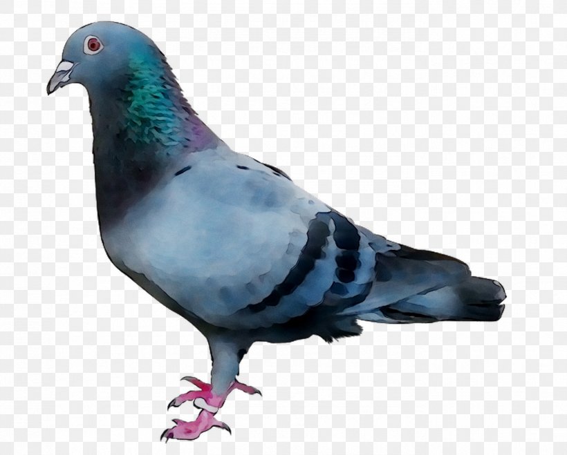 Stock Dove Pigeons And Doves Racing Homer Homing Pigeon Bird, PNG, 1377x1107px, Stock Dove, Beak, Bird, Domestic Pigeon, Doves As Symbols Download Free