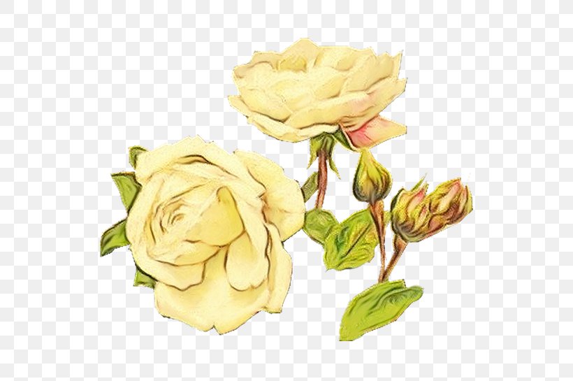 Watercolor Floral Background, PNG, 566x545px, Watercolor, Cabbage Rose, Cut Flowers, Floral Design, Floribunda Download Free