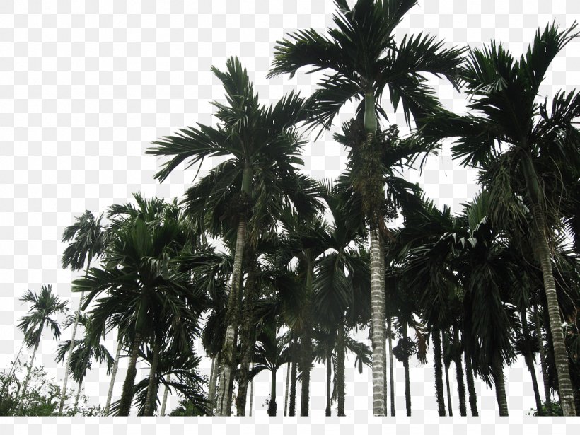 Asian Palmyra Palm Coconut Wanning Arecaceae, PNG, 1024x768px, Asian Palmyra Palm, Arecaceae, Arecales, Attalea Speciosa, Black And White Download Free