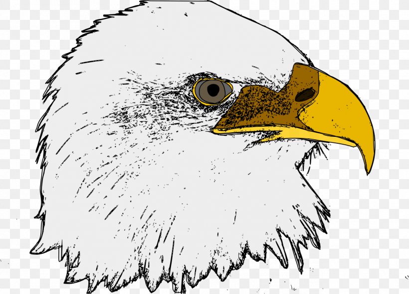 Bald Eagle Clip Art, PNG, 1296x935px, Bald Eagle, Accipitriformes, Art, Artwork, Beak Download Free