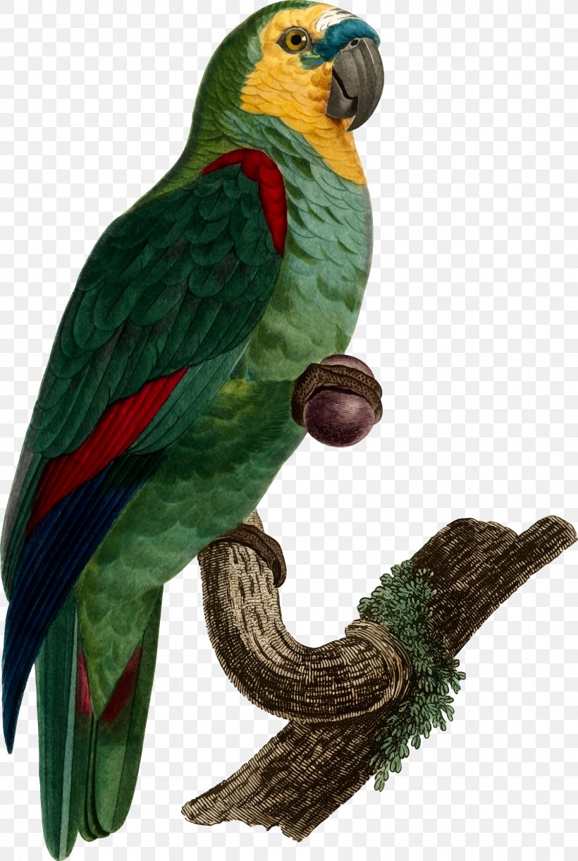 Bird T-shirt Budgerigar True Parrot Parakeet, PNG, 1612x2400px, Bird, Beak, Book, Budgerigar, Common Pet Parakeet Download Free
