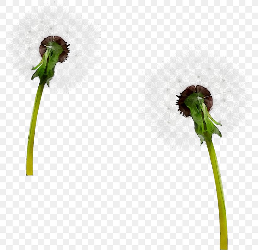 Flowering Plant Plant Stem Plants, PNG, 800x795px, Flowering Plant, Botany, Dandelion, Fiddlehead Fern, Flower Download Free