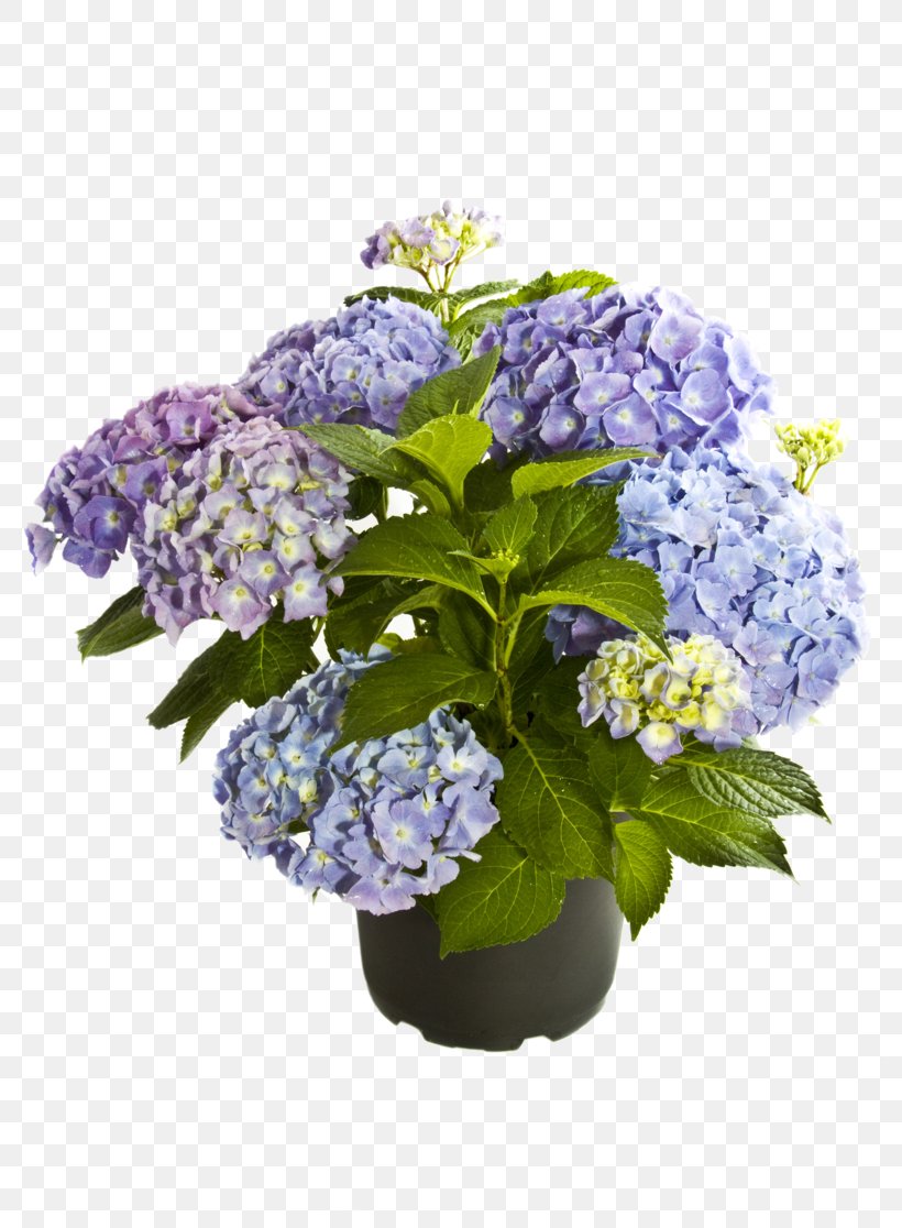 French Hydrangea Plant Cut Flowers Purple, PNG, 800x1116px, French Hydrangea, Annual Plant, Blue, Cornales, Cut Flowers Download Free