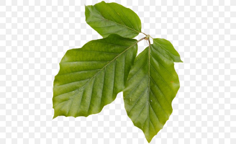 Leaf Deciduous Plant Stem Branching, PNG, 462x500px, Leaf, Branch, Branching, Deciduous, Plant Download Free