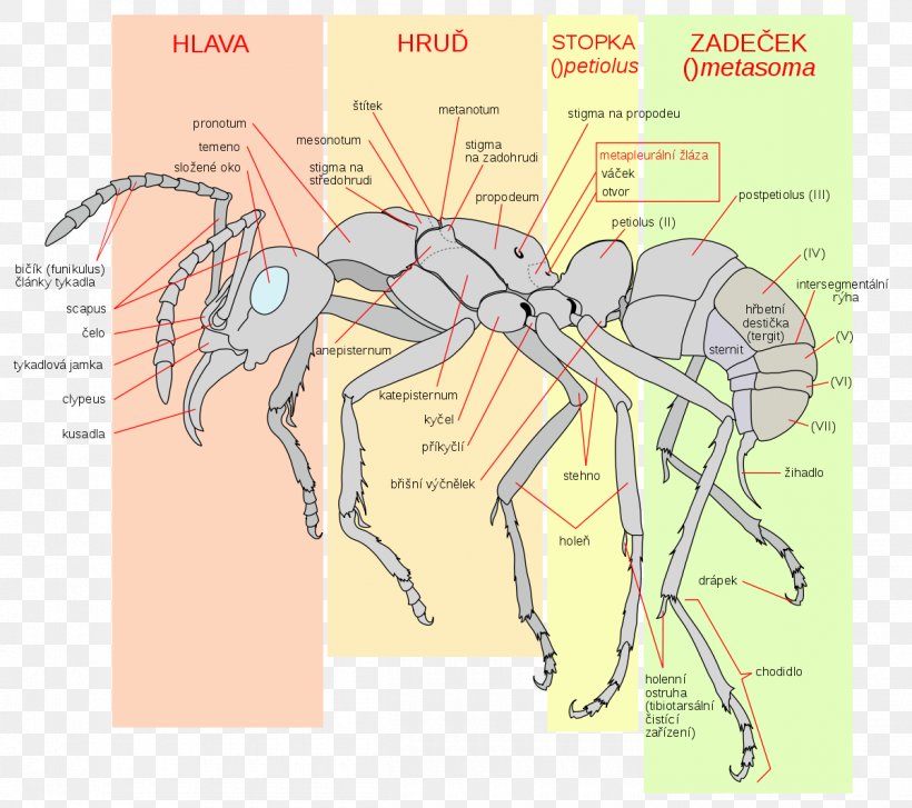 Ant Insect Apocrita Anatomy Human Body, PNG, 1200x1064px, Watercolor, Cartoon, Flower, Frame, Heart Download Free