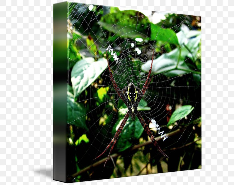 Spider Web, PNG, 608x650px, Spider Web, Arachnid, Arthropod, Fauna, Invertebrate Download Free
