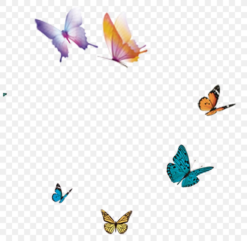 Butterfly Flight Wing, PNG, 800x800px, Butterfly, Art, Bird, Cartoon, Color Download Free