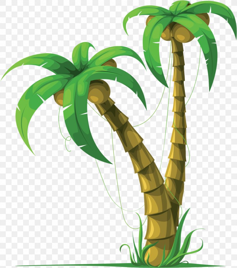 Coconut Arecaceae Tree Clip Art, PNG, 1006x1138px, Coconut, Arecaceae, Arecales, Drawing, Flower Download Free