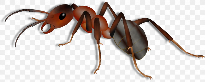 Insect Ant Carpenter Ant Pest Membrane-winged Insect, PNG, 2400x968px, Watercolor, Animal Figure, Ant, Carpenter Ant, Insect Download Free