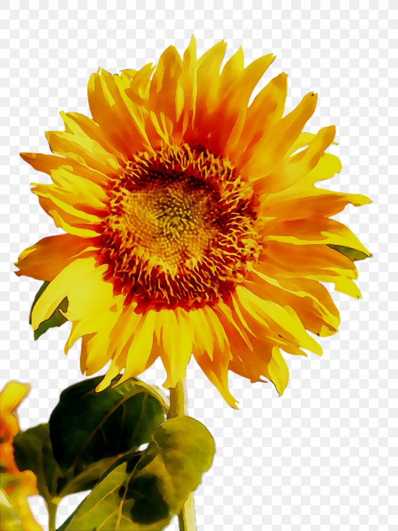 Blanket Flowers Sunflower, PNG, 1125x1500px, Blanket Flowers, Annual Plant, Asterales, Blanket, Calendula Download Free