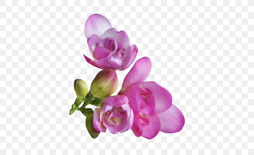 Flower Rosaceae Rose Petal Clip Art, PNG, 492x500px, Flower, Blossom, Cut Flowers, Floral Design, Flowering Plant Download Free