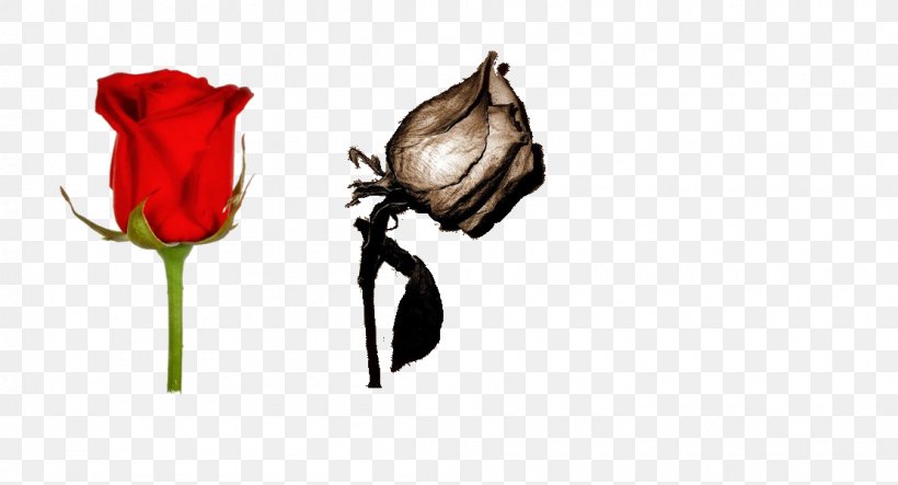 Garden Roses Confessions Of A Sister Out Of Time Cut Flowers Petal, PNG, 1110x600px, Garden Roses, Bud, Cut Flowers, Flora, Flower Download Free