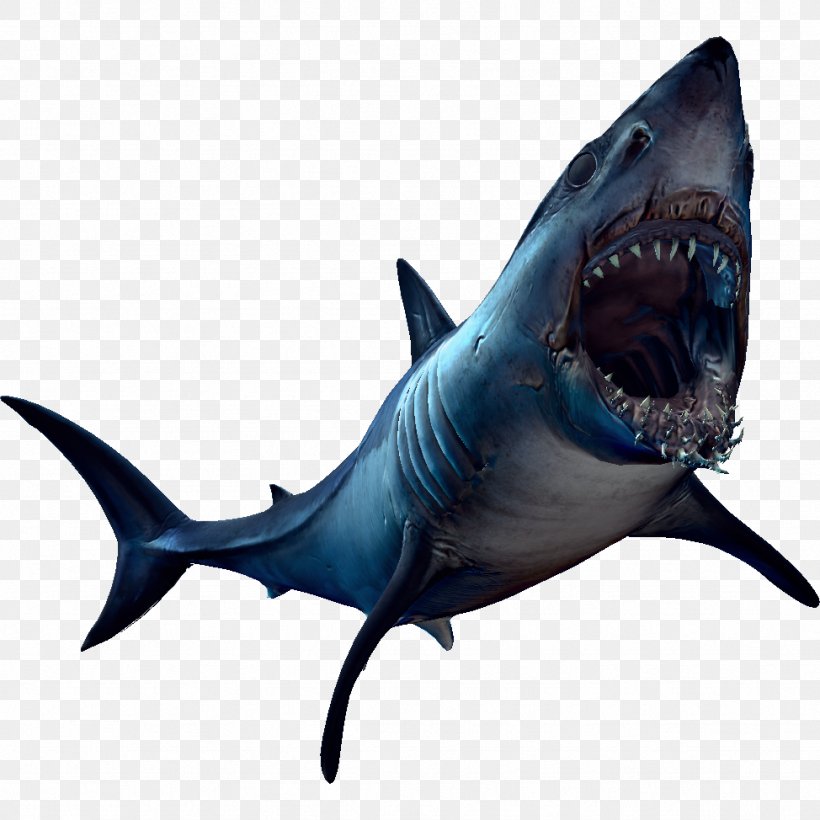 Great White Shark Requiem Sharks Lamniformes Marine Biology, PNG, 974x974px, Great White Shark, Biology, Carcharodon, Cartilaginous Fish, Electric Blue Download Free