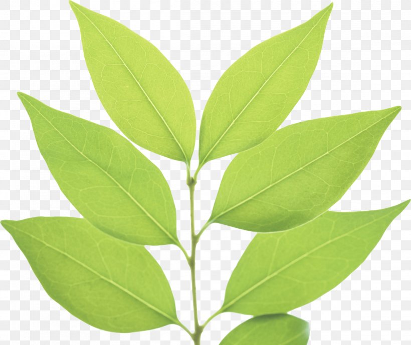Green Leaf, PNG, 2329x1957px, Green, Image Resolution, Leaf, Plant, Plant Stem Download Free