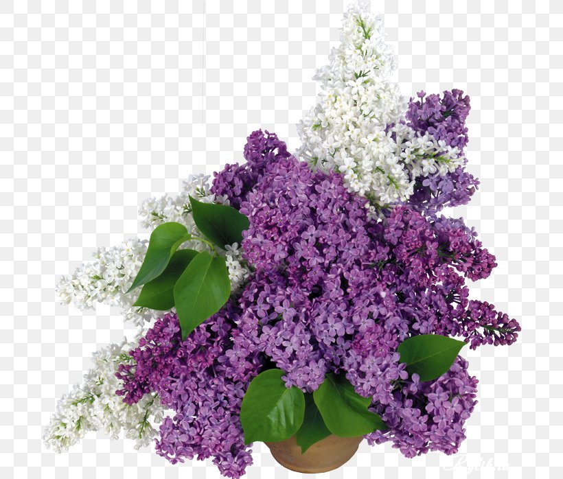Common Lilac Desktop Wallpaper 4K Resolution High-definition Television, PNG, 700x698px, 4k Resolution, Common Lilac, Annual Plant, Cut Flowers, Display Resolution Download Free