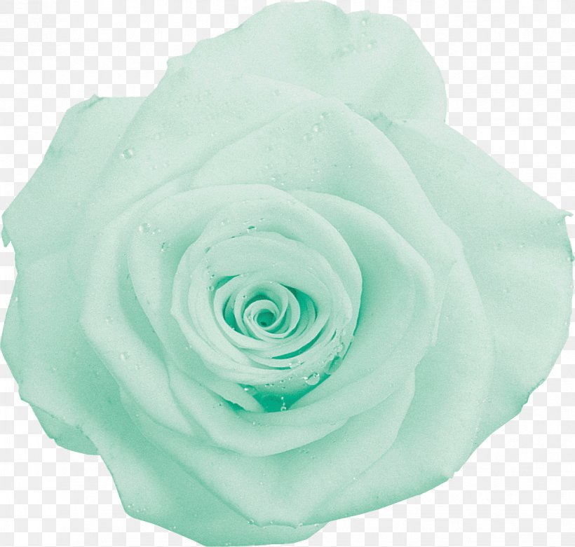 Garden Roses Cabbage Rose Green Photography Cut Flowers, PNG, 1224x1167px, Garden Roses, Aqua, Blue, Body, Cabbage Rose Download Free