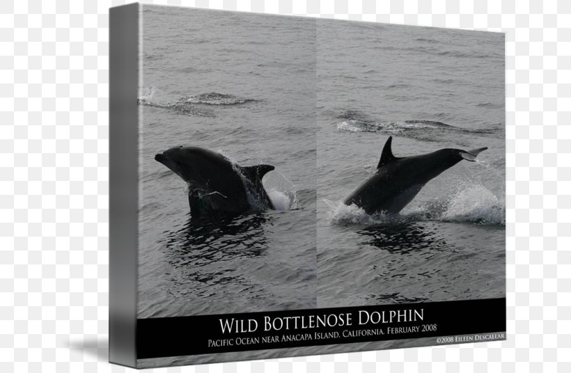 Killer Whale Wholphin Tucuxi Dolphin Water, PNG, 650x536px, Killer Whale, Black And White, Cetaceans, Dolphin, Fauna Download Free