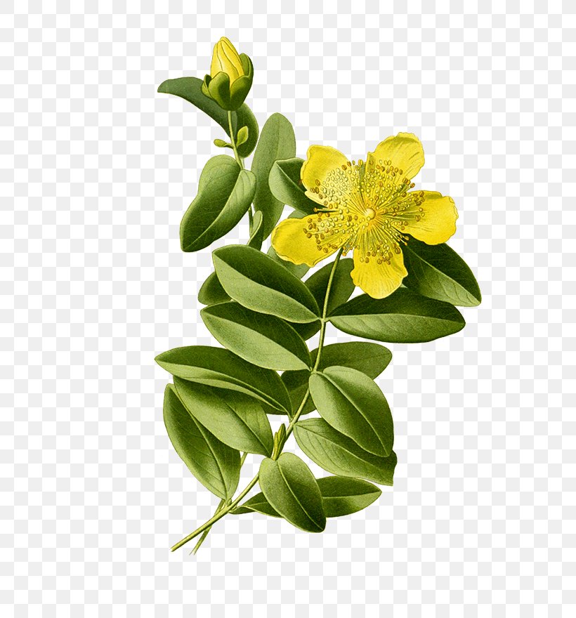 Aaron's Beard Perforate St John's-wort Botanical Illustration Botany, PNG, 604x880px, Perforate St Johnswort, Botanical Illustration, Botany, Common Hibiscus, Drawing Download Free