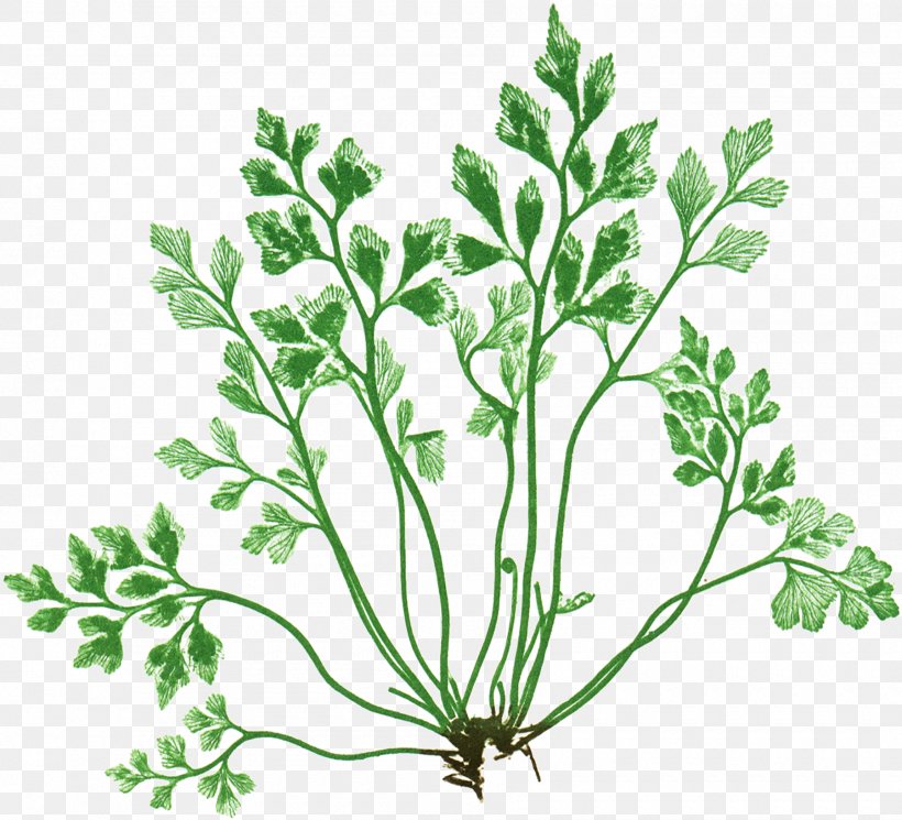 Parsley Asplenium Septentrionale Wall-rue Stock Photography, PNG, 1800x1637px, 1000000, Parsley, Alamy, Branch, Chervil Download Free