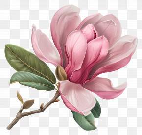 Pink Magnolia - Beautiful Pink Magnolia Flower Illustration PNG