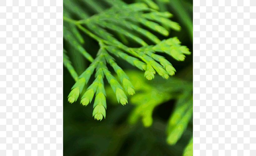 Roko Na Haseena Image Stock.xchng Download, PNG, 500x500px, Video, Fern, Ferns And Horsetails, Leaf, Organism Download Free