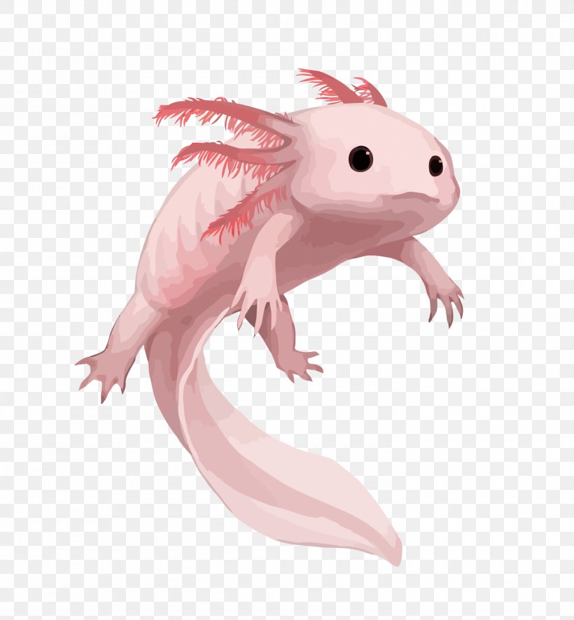 Salamander Axolotl Drawing Aquarium, PNG, 1500x1621px, Salamander, Animal, Aquarium, Art, Axolotl Download Free