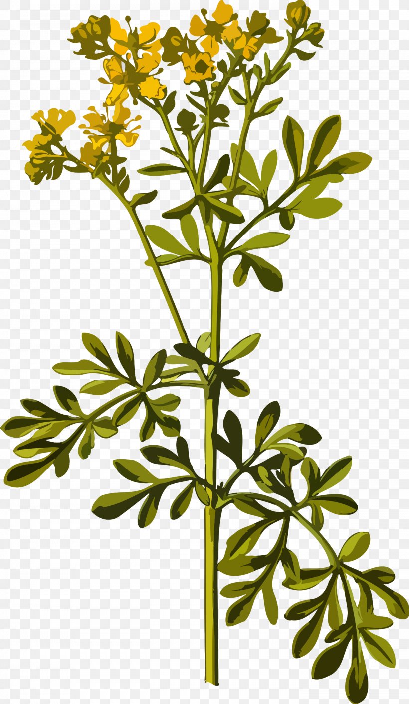 Common Rue Herbalism Medicinal Plants, PNG, 1394x2400px, Common Rue, Anthriscus, Basil, Branch, Chinese Chastetree Download Free