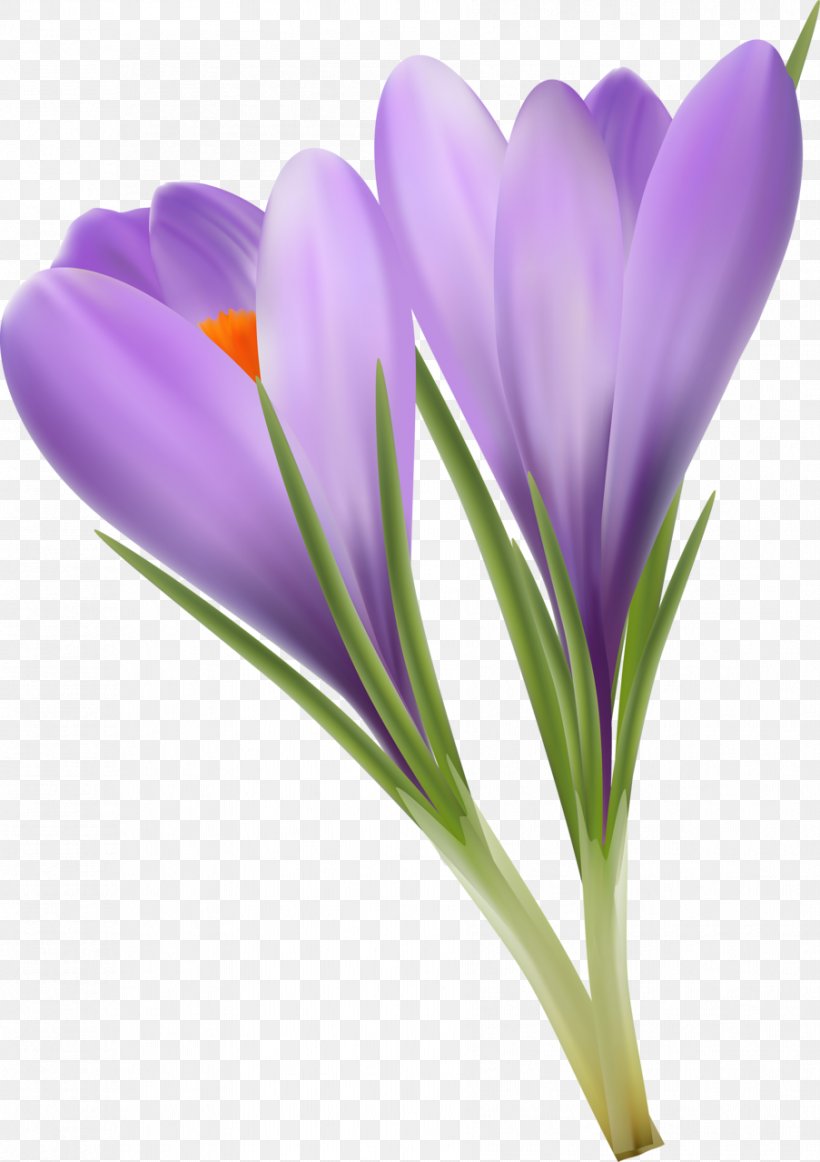 Crocus Flavus Saffron Vecteur Gratis, PNG, 903x1280px, Crocus Flavus, Crocus, Flower, Flowering Plant, Gratis Download Free