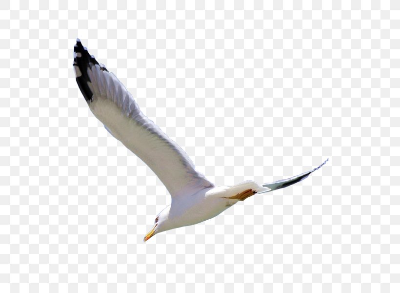 European Herring Gull Bird Eagle, PNG, 600x600px, European Herring Gull, Animal, Beak, Bird, Charadriiformes Download Free